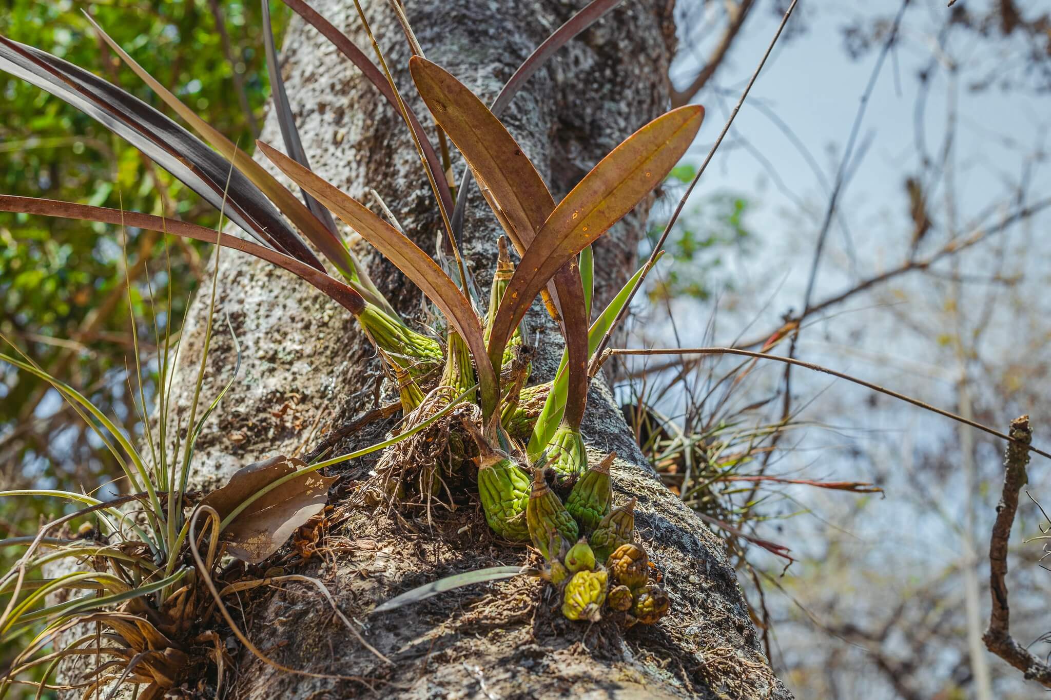 Encyclia diota